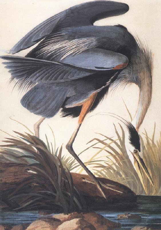 John James Audubon Great Blue Heron Germany oil painting art